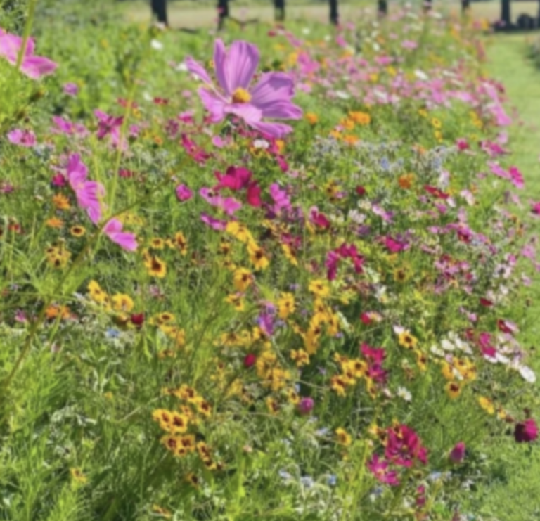How To Create Wildflower Gardens?